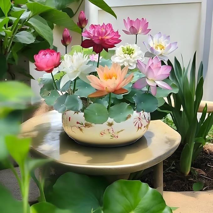 Japanese Bonsai Multicolor Bowl Lotus Seeds