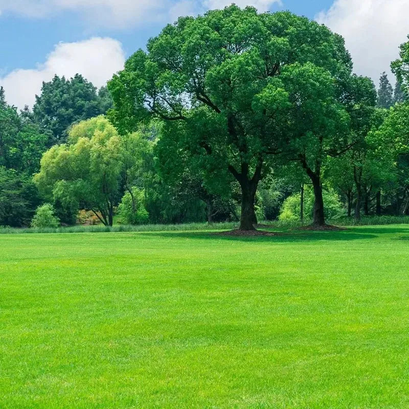 Evergreen Dwarf Grass Seed