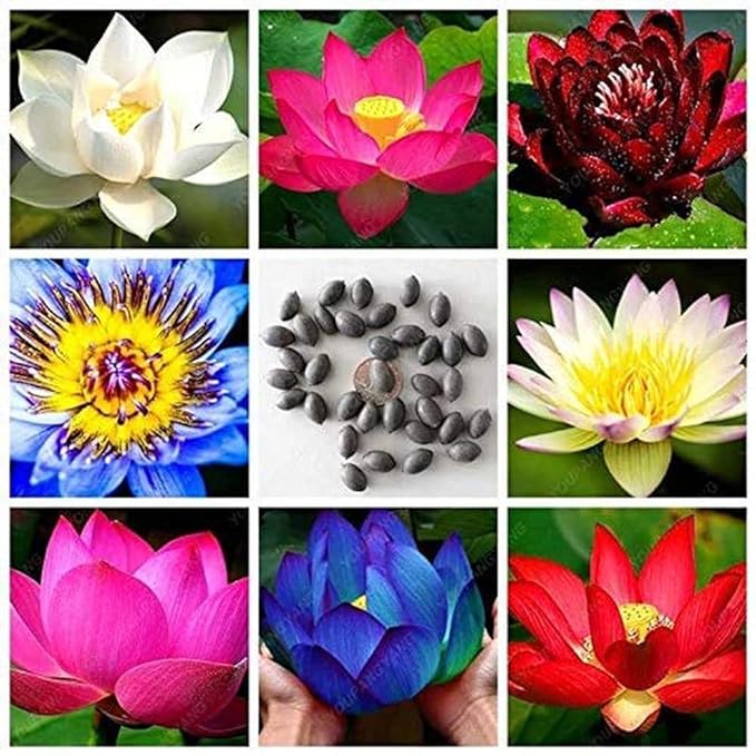 Japanese Bonsai Multicolor Bowl Lotus Seeds