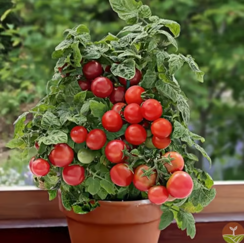Tomato Seeds YT