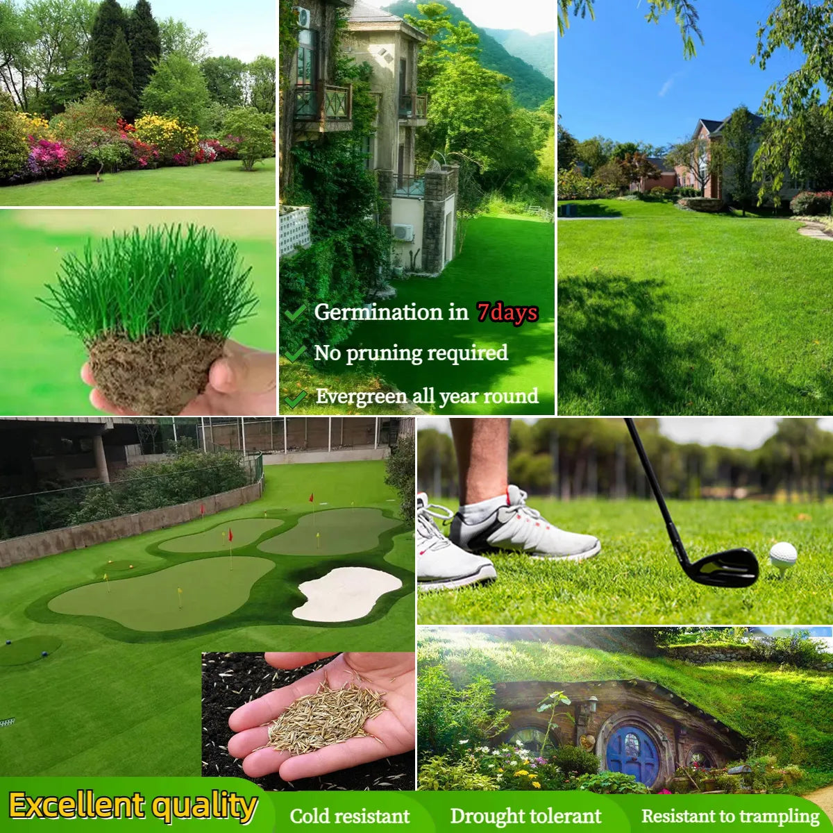 Evergreen Dwarf Grass Seed – AFRO GADGETS