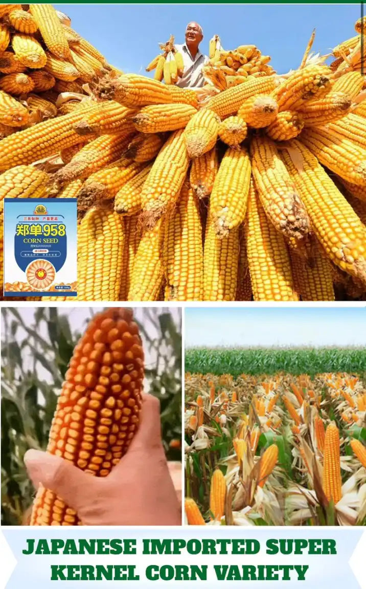 Corn Seeds