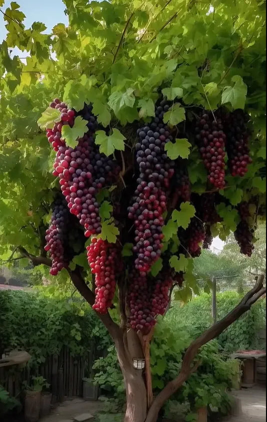 giant grap seeds