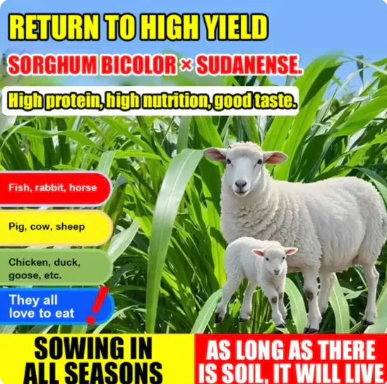 High-Yielding Forage Seed