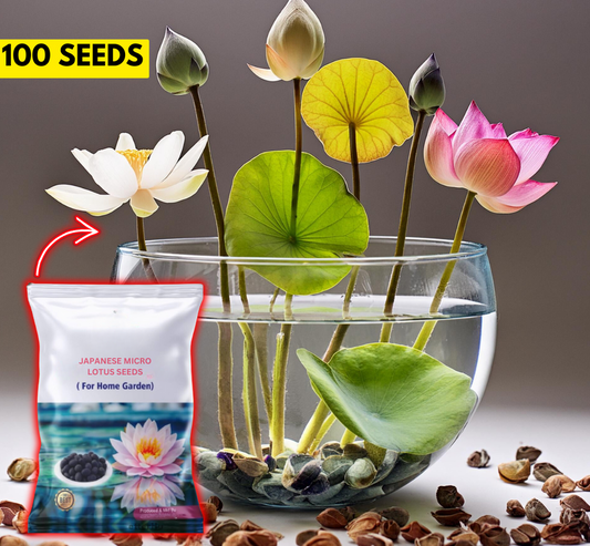 Japanese Bonsai Multicolor Bowl Lotus Seeds