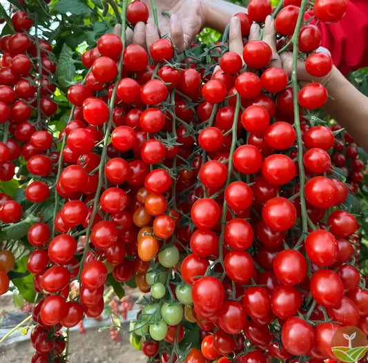 Tomato Seeds YT